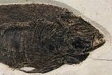Huge, Fossil Fish (Phareodus) - Exceptional Specimen! #144007-2